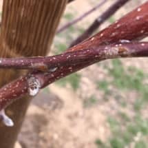 Apple Tree Pruning