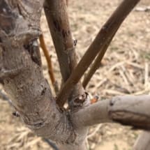 Pear Tree Pruning