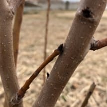 Pear Tree Pruning