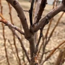 Pear Tree Pruning