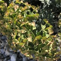 Gopher Spurge Flowers