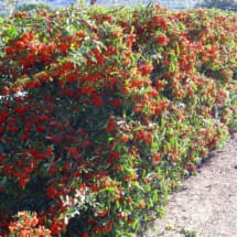 Pyracantha Hedge Red Berries