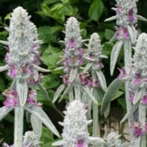 Stachys Byzantina Flowers