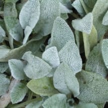 Lamb's Ear Foliage