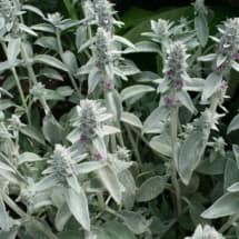 Lamb's Ear Flowers