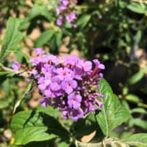 Purple Butterfly Bush Flower