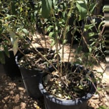 5 gallon Butterfly Bush