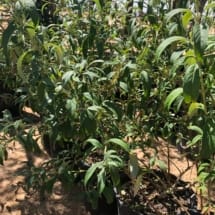 5 gallon Butterfly Bush