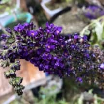 Deep Purple Butterfly Bush Flower