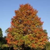 California Sycamore