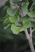 Ginkgo Leaves