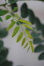 Purple Robe Locust Leaves