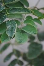 Purple Robe Locust Leaves