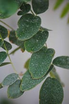 Locust Leaves