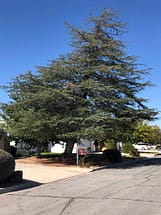 Mature Deodar Cedar Tree