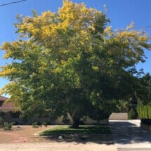 Fruitless Mulberry, Shade, Fast growing shade tree