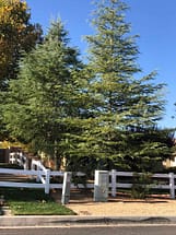 Deodar Cedar Tree