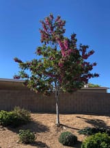 Purple Robe Locust Tree