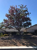 Purple Robe Locust Tree in Bloom