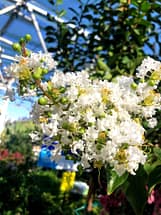 white crape myrtle flowers