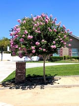 Crape Myrtle Tree