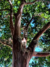 Crape Myrtle Trunk Bark