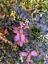 Barberry Leaves