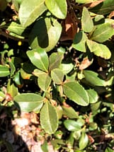 Indian Hawthorn Leaves