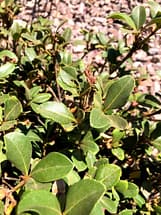 Indian Hawthorn Leaves