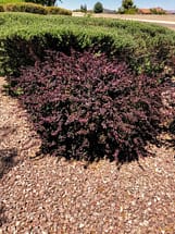 Barberry Bush