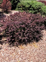 Barberry Bush