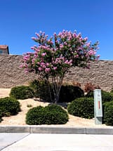 Light pink multi trunk crape myrtle tree