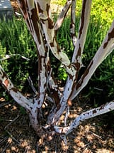 crape myrtle flaking bark