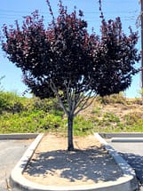 Purple Leaf plum tree in planter