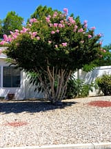 Light pink crape myrtle planted in landscape