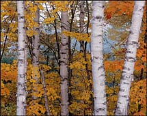 European White Birch Tree Bark