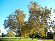 Old California Sycamore