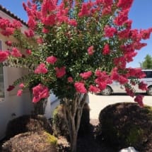 Watermelon colored multi trunk Crape Myrtle