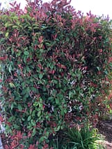 Photinia Foliage