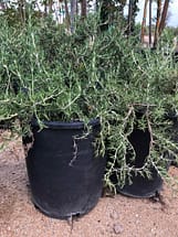 5 gallon Tuscan Blue Rosemary