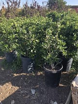 15 gallon Privet