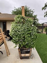 24" Box Star Jasmine