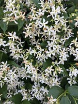 Star Jasmine Flowers Alt