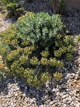 Gopher Plant Flowering