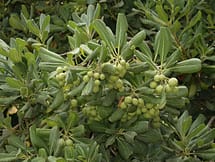 Pittosporum Fruit