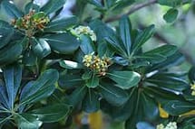 Pittosporum