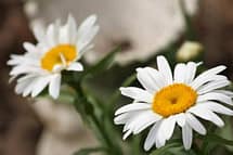 Shasta Daisy Flower