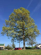 White Oak Old white oak
