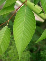 Zelkova_serrata6