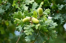 White Oak Foliage